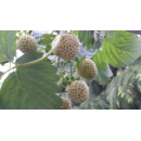 Erdbeere - Fragaria x ananassa "Snow White" (s)