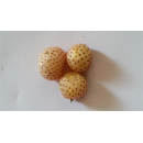 Erdbeere - Fragaria x ananassa "Snow White" (s)