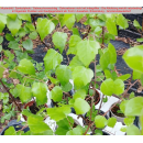 Sandbirke (Betula pendula) 30/40