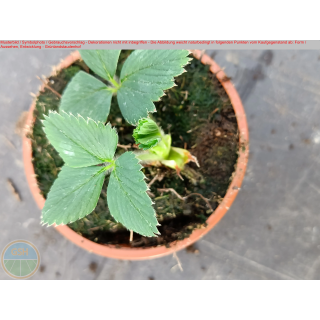 Erdbeere - Fragaria x Ananassa "Josee"