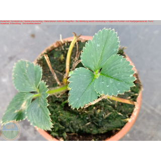 Erdbeere - Fragaria x Ananassa "Kaisers Sämling"