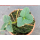 Erdbeere - Fragaria x Ananassa "Kaisers Sämling"