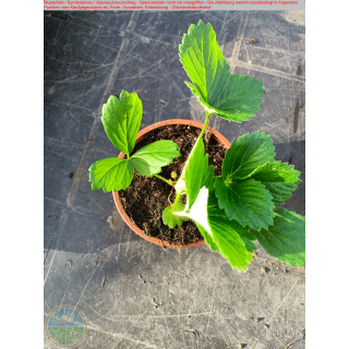 Erdbeere - Fragaria x Ananassa "Erdbeere Maikönigin alt. May Queen alt. Reine de Mai"