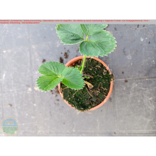 Erdbeere - Fragaria x Ananassa "Red Ruby" - reb