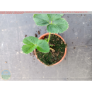 Erdbeere - Fragaria x Ananassa "Red Ruby"