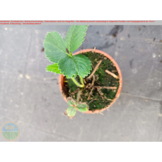 Erdbeere - Fragaria x Ananassa "Sotschi"