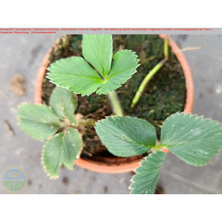 Erdbeere - Fragaria x Ananassa "Oberschlesien"