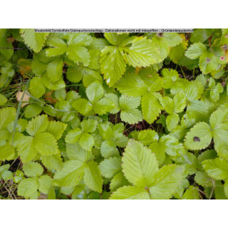 Fragaria vesca "Russische Teppicherdbeere"