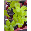 Fragaria vesca "Russische Teppicherdbeere"