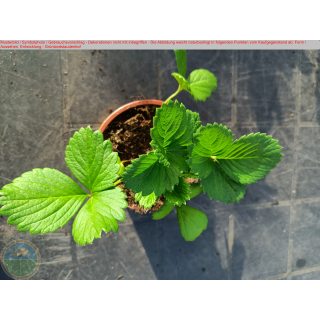 Erdbeere - Fragaria x ananassa "Erdbeere aus Dreistetten"