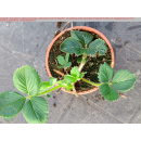 Erdbeere - Fragaria x Ananassa "Rosa"