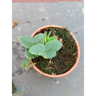 Erdbeere - Fragaria x Ananassa "Havelland"