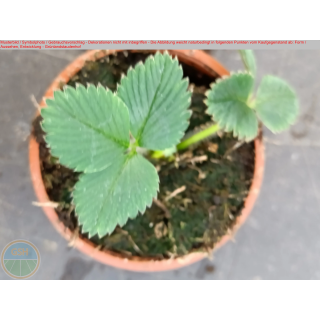 Erdbeere - Fragaria x Ananassa "Herzbergs Triumph"