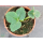 Erdbeere - Fragaria x Ananassa "Herzbergs Triumph"