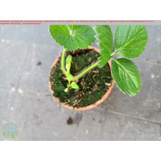 Erdbeere - Fragaria x Ananassa "Rote Karlsbaderin"