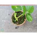 Erdbeere - Fragaria x Ananassa "Rote...