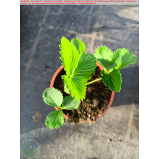Erdbeere - Fragaria x Ananassa "Rotblühende Hängeerdbeere"