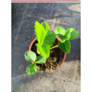 Erdbeere - Fragaria x Ananassa "Rotblühende...