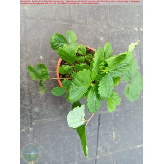 Fragaria x vesca "Weiße Hagmann"