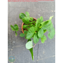 Fragaria x vesca "Weiße Hagmann"