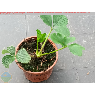 Erdbeere - Fragaria x ananassa (Bluterdbeere) "Schwarzer Peter"