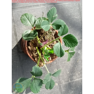Erdbeere - Fragaria x Ananassa (Schwarze Ananas, Schwarzer König Albert, Bluterdbeere) "Hansa"