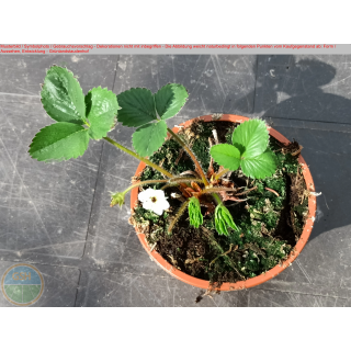 Erdbeere - Fragaria x Ananassa "Coral"