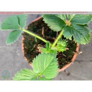 Erdbeere - Fragaria x Ananassa "Deutsch Evern"