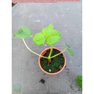 Erdbeere - Fragaria x Ananassa "Weidling"