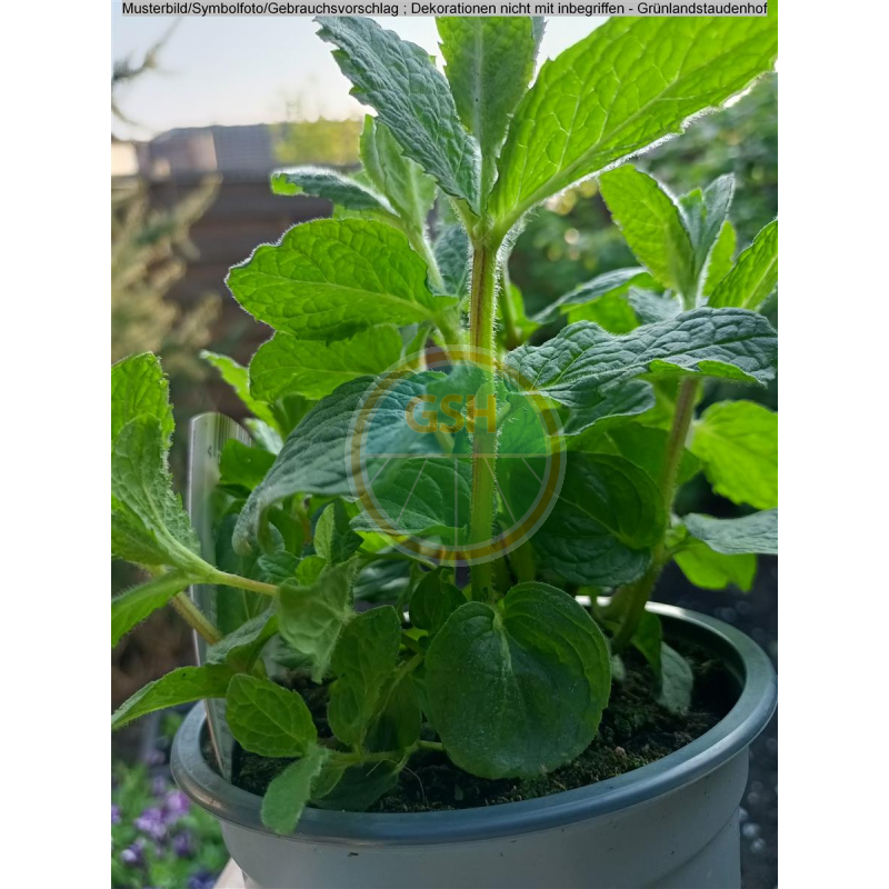 rote bete saatgut gewinnen Bio Saatgut Rote Beete 'Gesche SG'  keep it grn