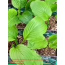 Hosta ( Funkie ) - us