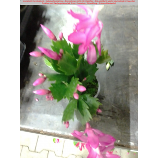 Epiphyllum Schlumbergera - pink - (Weihnachtkskaktus / Osterkaktus) - P9