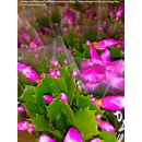 Epiphyllum Schlumbergera - pink - (Weihnachtkskaktus / Osterkaktus) - P9