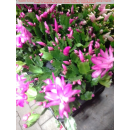 Epiphyllum Schlumbergera - pink - (Weihnachtkskaktus / Osterkaktus) - P9