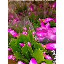 Epiphyllum Schlumbergera - pink