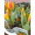 Tulpe ( Tulipa ) - rot-gelb