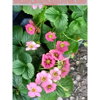 Erdbeere - Fragaria x ananassa Toscana - rob/reb