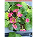 Erdbeere - Fragaria x ananassa Toscana - rob/reb