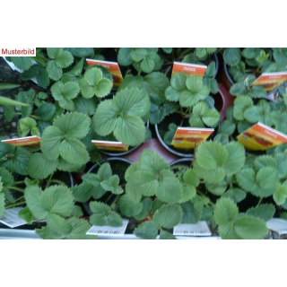 Erdbeere - Fragaria x vesca Red Wonder - rob