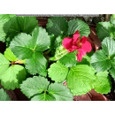 Erdbeere - Fragaria x vesca Red Wonder - rob