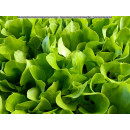 Salat-Pflanze 12er