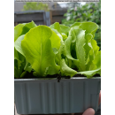 Salat-Pflanze