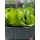 Salat-Pflanze 12er