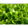 Salat-Pflanze 12er