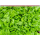 Salat-Pflanze 12er