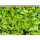 Salat-Pflanze 12er