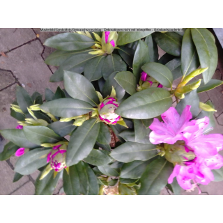Rhododendron - lila