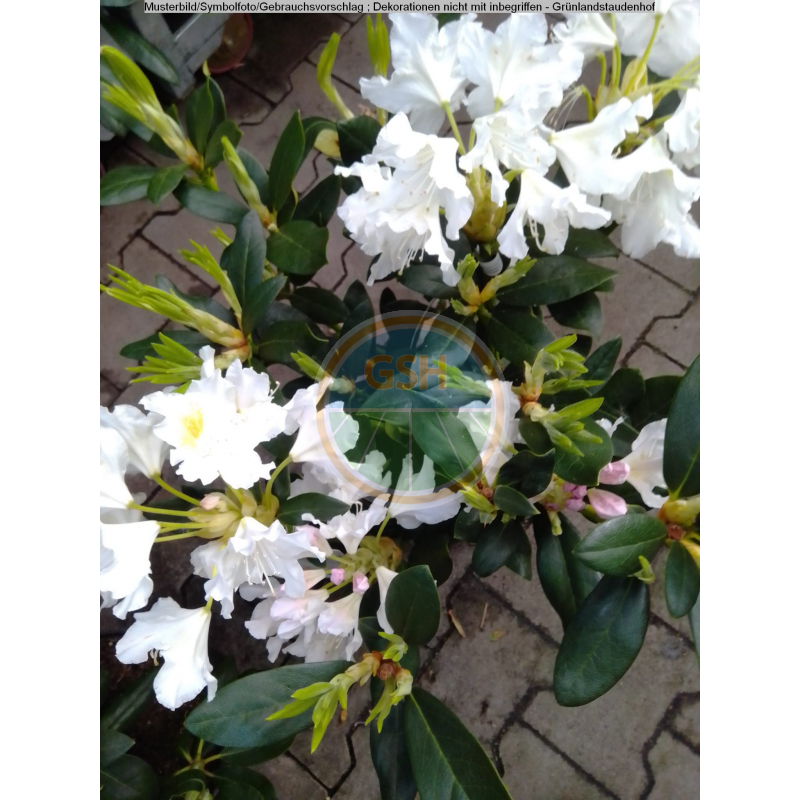 Rhododendron - wei