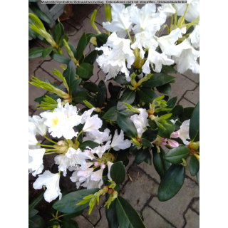 Rhododendron - wei&szlig;