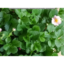 Erdbeere - Fragaria x ananassa "Pinkana" - rob